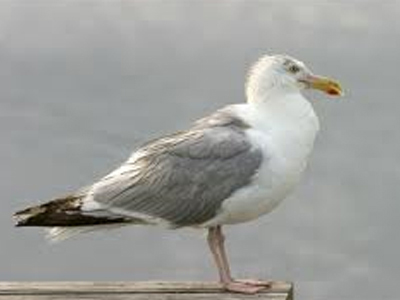 Επικίνδυνοι οι γλάροι για την υγεία;